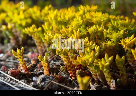 L'acre de Sedum, communément connu sous le nom de stonecrop de la mousse d'or, de stonecrop de la mousse, de sedum de la mousse d'or, de stonecrop de morsure et de poivre du mur, est une plante à fleurs vivaces Banque D'Images