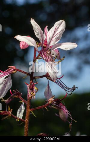 Buisson brûlant, Dictamnus albus. Dictamnus est un genre de plantes à fleurs de la famille des Rutaceae. Banque D'Images