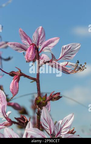 Buisson brûlant, Dictamnus albus. Dictamnus est un genre de plantes à fleurs de la famille des Rutaceae. Banque D'Images