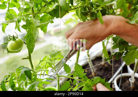 Les mains des hommes élagage des sucer (pousses latérales) des plants de tomate avec des ciseaux. Agriculteur homme jardinage dans la serre à la maison Banque D'Images