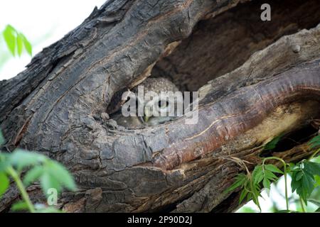 Hirondelles tachetées (Athene brama) assis dans un nid de trou d'arbre : (pix Sanjiv Shukla) Banque D'Images