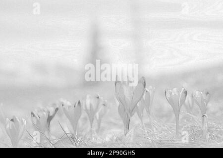 Fleurs de crocus de printemps tôt illuminées par le soleil gravure dessin à la main. Crayon noir et blanc avec texture granuleuse. Dessin au réalisme photographique Banque D'Images