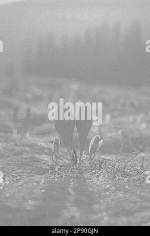 Boutons de fleurs de crocus doux avec gravure d'ombre tombant esquisse dessinée à la main. Crayon noir et blanc avec texture granuleuse. Drawi photo-réaliste Banque D'Images