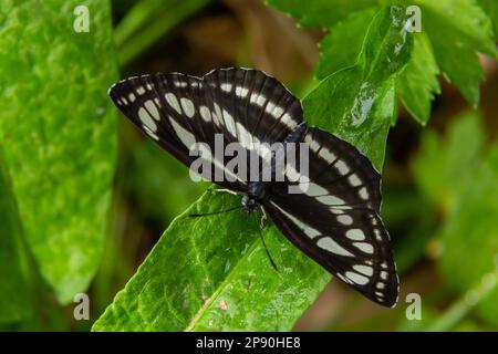 Palas voilier ou papillon commun de planeur, Neptis sappho, qui garde son territoire. Banque D'Images