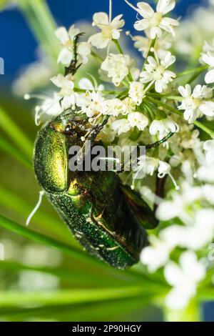 Photo macro de beau, métallique, vert brillant et coléoptère de cuivre, Protaetia cuprea, sur la fleur blanche en plein soleil. Banque D'Images