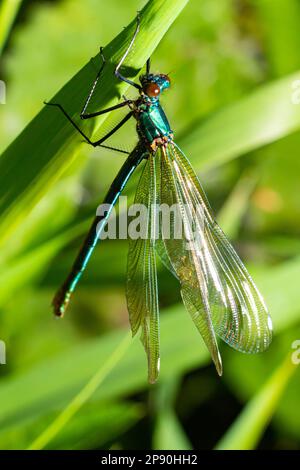 demoiselle damselfly à bandes mâles, Calopteryx splendens. Portrait d'insecte britannique époustouflant. Banque D'Images