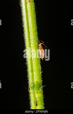 Macrosiphum rosae, le puceron rose est un puceron de la famille des Aphididae, Hemiptera. Banque D'Images