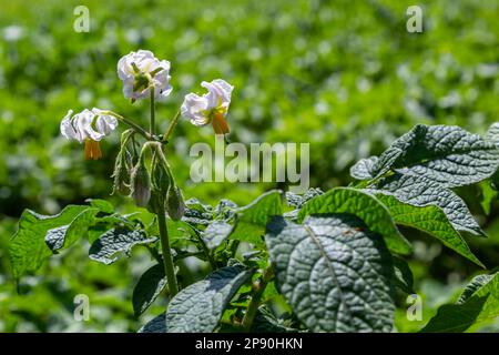 Jeunes pommes de terre à fleurs sur un champ vert, ferme, concept d'agriculture biologique. Banque D'Images