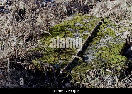 Des témoins oculaires ont détruit le bunker Wehrmacht ruines d'une ancienne position dans la forêt Banque D'Images