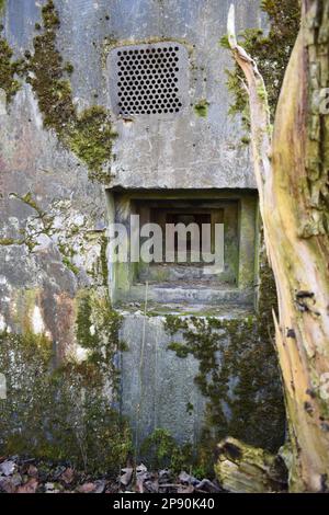 Des témoins oculaires ont détruit le bunker Wehrmacht ruines d'une ancienne position dans la forêt Banque D'Images