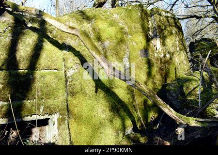 Des témoins oculaires ont détruit le bunker Wehrmacht ruines d'une ancienne position dans la forêt Banque D'Images