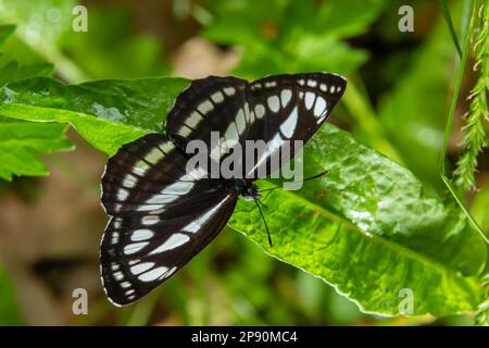 Palas voilier ou papillon commun de planeur, Neptis sappho, qui garde son territoire. Banque D'Images