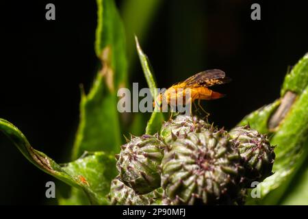 Gros plan sur la mouche jaune ou dorée, Scathophaga stercoraria, assise sur une feuille verte. Banque D'Images