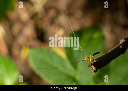 Grande antenne de Nemaphora degeerella, barrée de soufflet. Banque D'Images