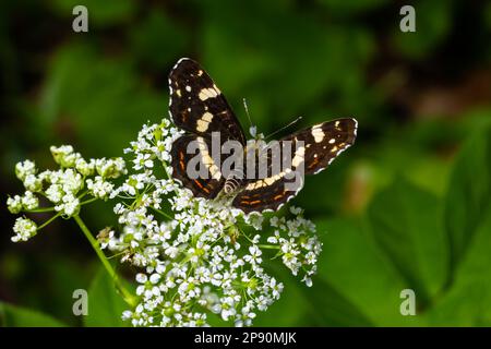 Carte du papillon Araschnia levana sur les fleurs géantes d'herbes. Banque D'Images