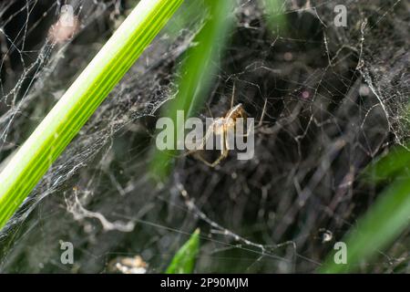 Meshweaver de la famille Dictynidae prêtant une mouche à long pattes de la famille des Dolichopodidae. Banque D'Images