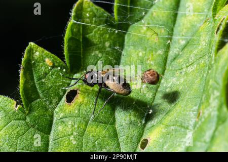 Meshweaver de la famille Dictynidae prêtant une mouche à long pattes de la famille des Dolichopodidae. Banque D'Images