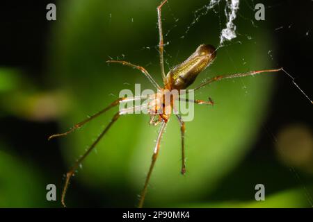 Tetragnatha montana sur la feuille termurique verte le jour de l'été. Banque D'Images