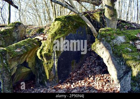 Des témoins oculaires ont détruit le bunker Wehrmacht ruines d'une ancienne position dans la forêt Banque D'Images