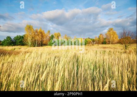 Paysage d'automne d'un pré surcultivé avec de l'herbe sèche sur le fond des birches jaunes. Banque D'Images