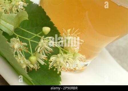 Lindenblüten, Lindenblütentee, Linde, Baum, Heilpflanze, Sommerlinde, Winterlinde, medizinische Verwendung, Kräutertee, Heiltee Banque D'Images