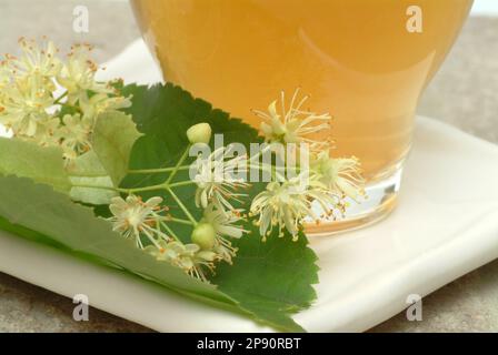 Lindenblüten, Lindenblütentee, Linde, Baum, Heilpflanze, Sommerlinde, Winterlinde, medizinische Verwendung, Kräutertee, Heiltee Banque D'Images