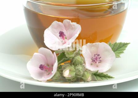 Eibischtee, Tee aus Eibisch, Heilpflanze, Heiltee, Kräutertee, medizinische Verwendung, Tasse, daneben frisches Kraut und Blüten, Althea officinalis, Banque D'Images