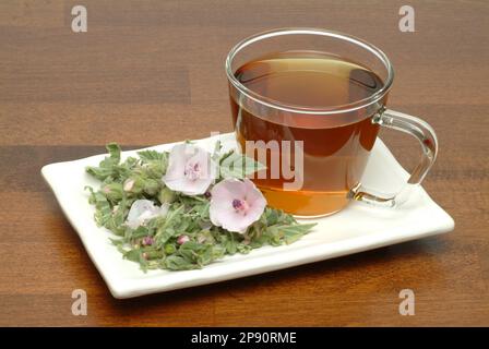 Eibischtee, Tee aus Eibisch, Heilpflanze, Heiltee, Kräutertee, medizinische Verwendung, Tasse, daneben frisches Kraut und Blüten, Althea officinalis, Banque D'Images