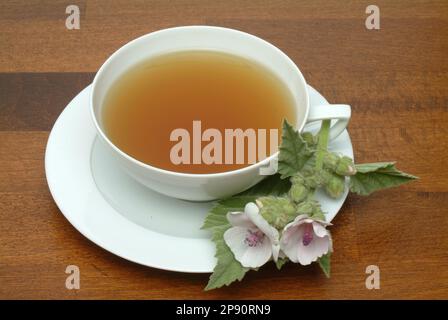 Eibischtee, Tee aus Eibisch, Heilpflanze, Heiltee, Kräutertee, medizinische Verwendung, Tasse, daneben frisches Kraut und Blüten, Althea officinalis, Banque D'Images