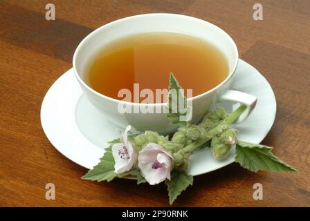 Eibischtee, Tee aus Eibisch, Heilpflanze, Heiltee, Kräutertee, medizinische Verwendung, Tasse, daneben frisches Kraut und Blüten, Althea officinalis, Banque D'Images