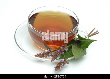 T aus Korean Zest, Agastache, Agastachetee, Zisttee, Aufguß, Heilpflanze, medizinische Verwendung, Frische Blätter und Blüten, Agastache rugosa, AG Banque D'Images