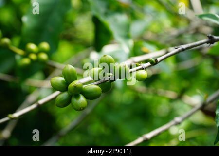 Grains de café, Highlands, East Java, Indonésie Banque D'Images