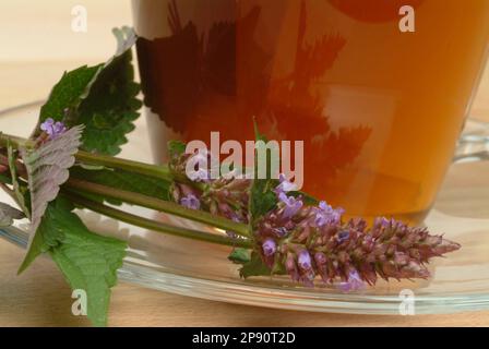 T aus Korean Zest, Agastache, Agastachetee, Zisttee, Aufguß, Heilpflanze, medizinische Verwendung, Frische Blätter und Blüten, Agastache rugosa, AG Banque D'Images