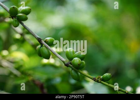 Grains de café, Highlands, East Java, Indonésie Banque D'Images