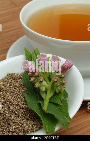 Beinwell, Beinwellkraut, Aufguß, Heilpflanze, medizinische Verwendung, Beinwelltee, Teetasse, Common Comfrey, Symphytum officinale Banque D'Images