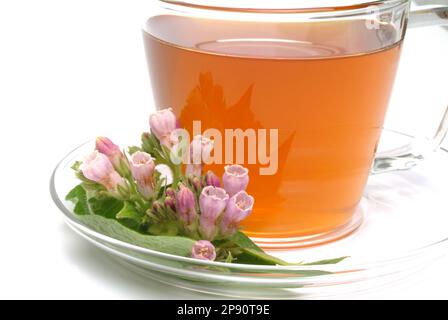 Beinwell, Beinwellkraut, Aufguß, Heilpflanze, medizinische Verwendung, Beinwelltee, Teetasse, Common Comfrey, Symphytum officinale Banque D'Images