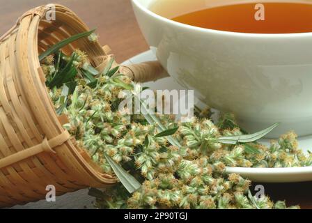 Beifußtee, Tee aus Beifuß, Beifuss , Kräutertee, Heiltee, medizinische Verwendung, Tasse Tee mit frischem Kraut und Blüten, Artemisia vulgaris Banque D'Images