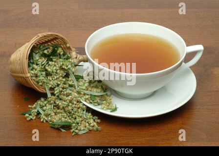 Beifußtee, Tee aus Beifuß, Beifuss , Kräutertee, Heiltee, medizinische Verwendung, Tasse Tee mit frischem Kraut und Blüten, Artemisia vulgaris Banque D'Images