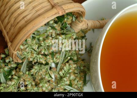 Beifußtee, Tee aus Beifuß, Beifuss , Kräutertee, Heiltee, medizinische Verwendung, Tasse Tee mit frischem Kraut und Blüten, Artemisia vulgaris Banque D'Images