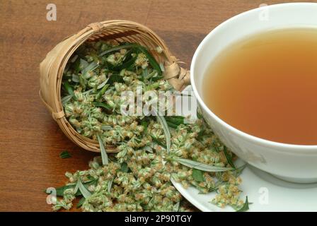 Beifußtee, Tee aus Beifuß, Beifuss , Kräutertee, Heiltee, medizinische Verwendung, Tasse Tee mit frischem Kraut und Blüten, Artemisia vulgaris Banque D'Images