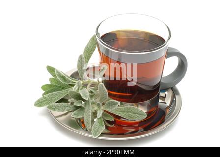 T aus griechischer Bergtee, Kräutertee, Heiltee, medizinische Verwendung, Tasse Tee mit frischem Zweig , Sideritis syriaca Banque D'Images