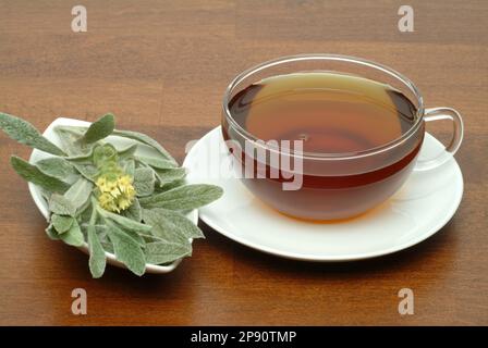 T aus griechischer Bergtee, Kräutertee, Heiltee, medizinische Verwendung, Tasse Tee mit frischem Zweig , Sideritis syriaca Banque D'Images