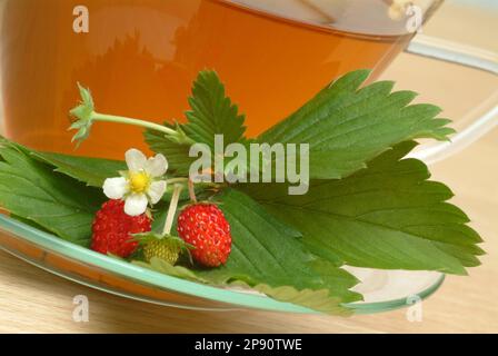 Walderdbeerblättertee, Tee aus Blättern der Walderdbeere, Kräutertee, Heiltee, medizinische Verwendung, Tasse Tee mit frischem Zweig und Blüten danebe Banque D'Images