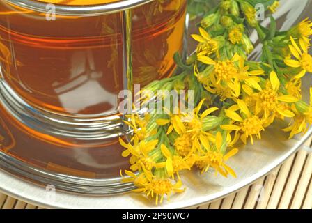 T-shirt, T-shirt und Goldrute, Heilpflanze, Heiltee, Kräutertee, Golden Rod, Solidago virgaurea, Goldrutentee Banque D'Images