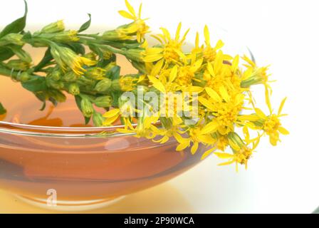 T-shirt, T-shirt und Goldrute, Heilpflanze, Heiltee, Kräutertee, Golden Rod, Solidago virgaurea, Goldrutentee Banque D'Images