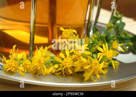 T-shirt, T-shirt und Goldrute, Heilpflanze, Heiltee, Kräutertee, Golden Rod, Solidago virgaurea, Goldrutentee Banque D'Images