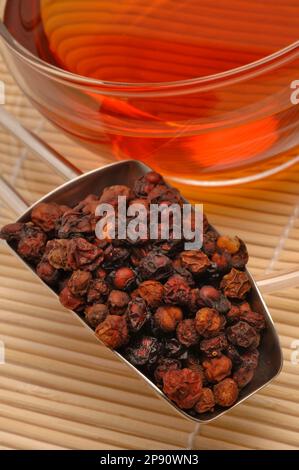 Schisandrabeeren, als Tee zubereitet werden, Chinesische Spaltkörbchen, Schisandra chinensis, auch Chinesische Beerentraube oder Chinesischer Limonenb Banque D'Images