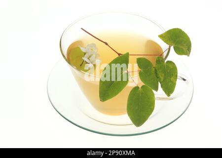 Kräutertee aus der Heilpflanze Eppimedium grandiflorum, matranthum, Elfenblume, Ziegenkraut, Yin Yang Huo Banque D'Images