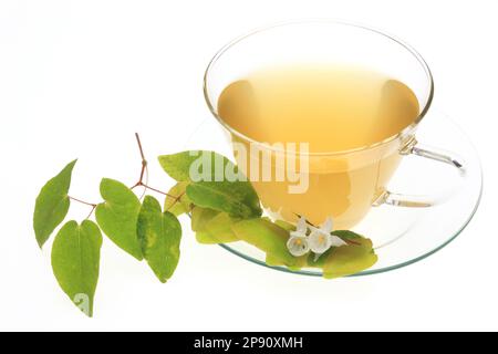 Kräutertee aus der Heilpflanze Eppimedium grandiflorum, matranthum, Elfenblume, Ziegenkraut, Yin Yang Huo Banque D'Images