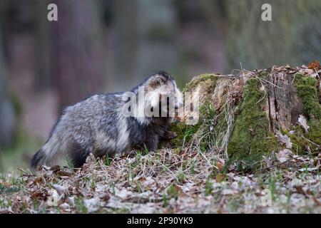 Marderhund, Nyctereutes procyonoides, chien de raton laveur commun Banque D'Images